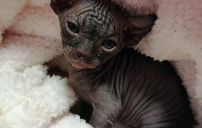 sphynx_for_sale