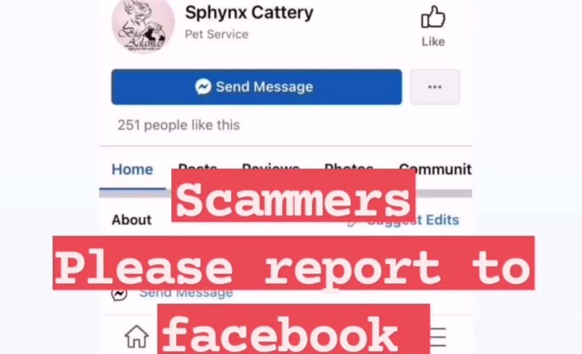 sphynx_scammers