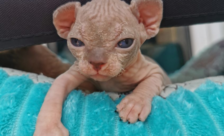 sphynx-male-for-sale