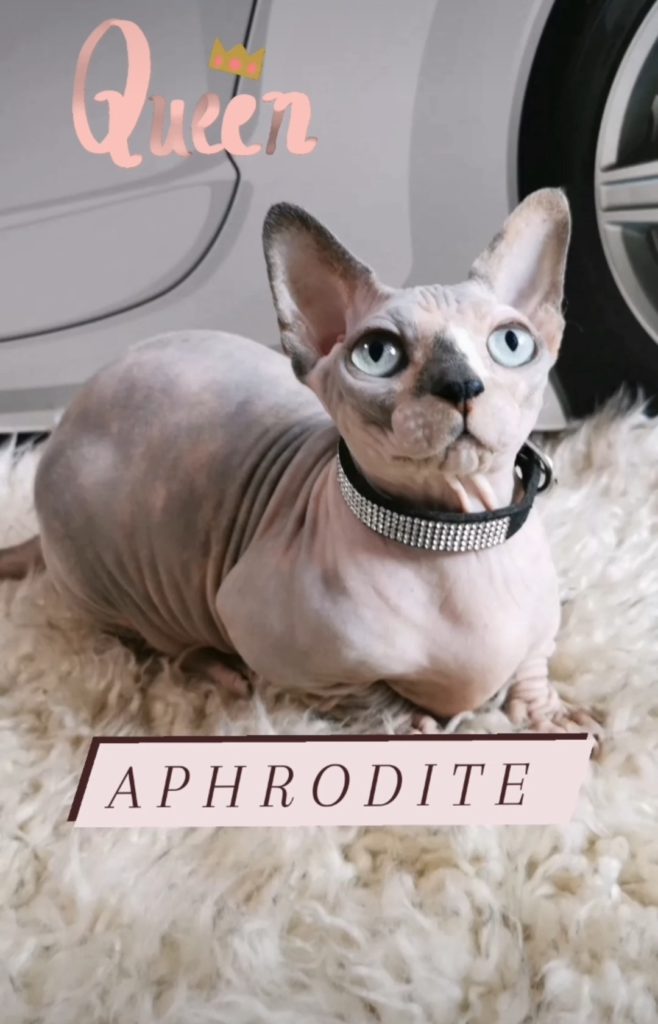 Our Sphynx Cattery